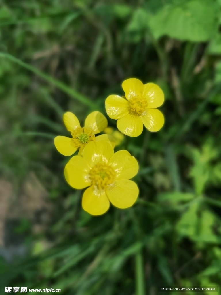 黄花