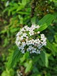 野花