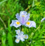 野竹花