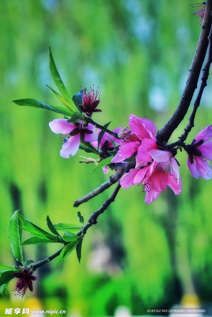 桃花