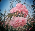 桃花谷