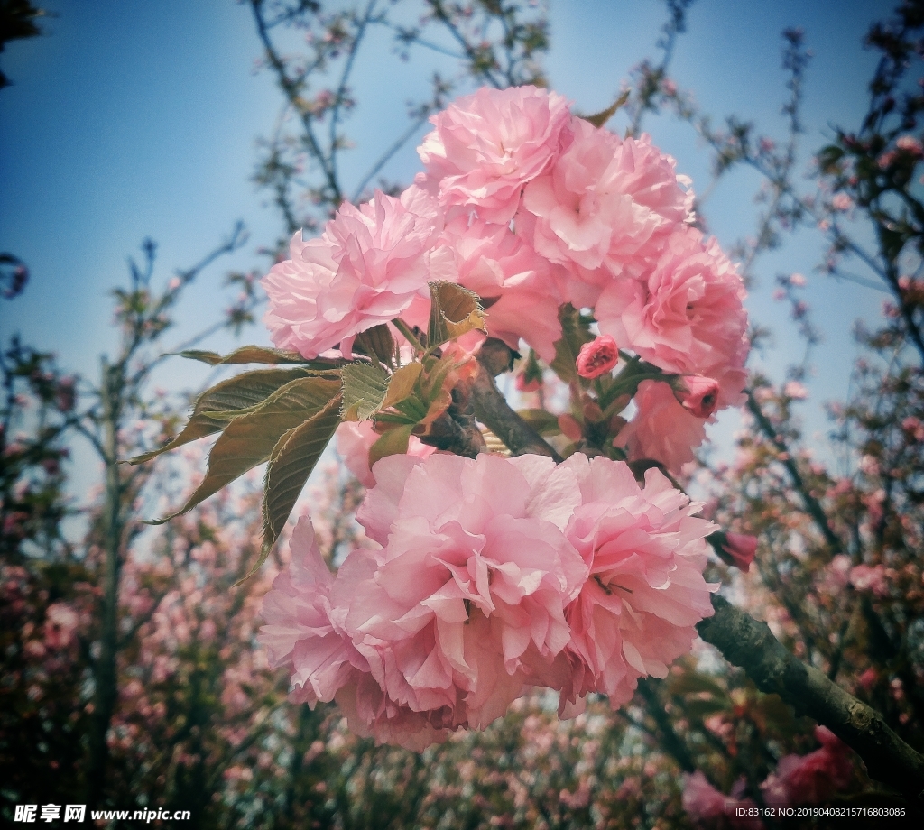 桃花谷
