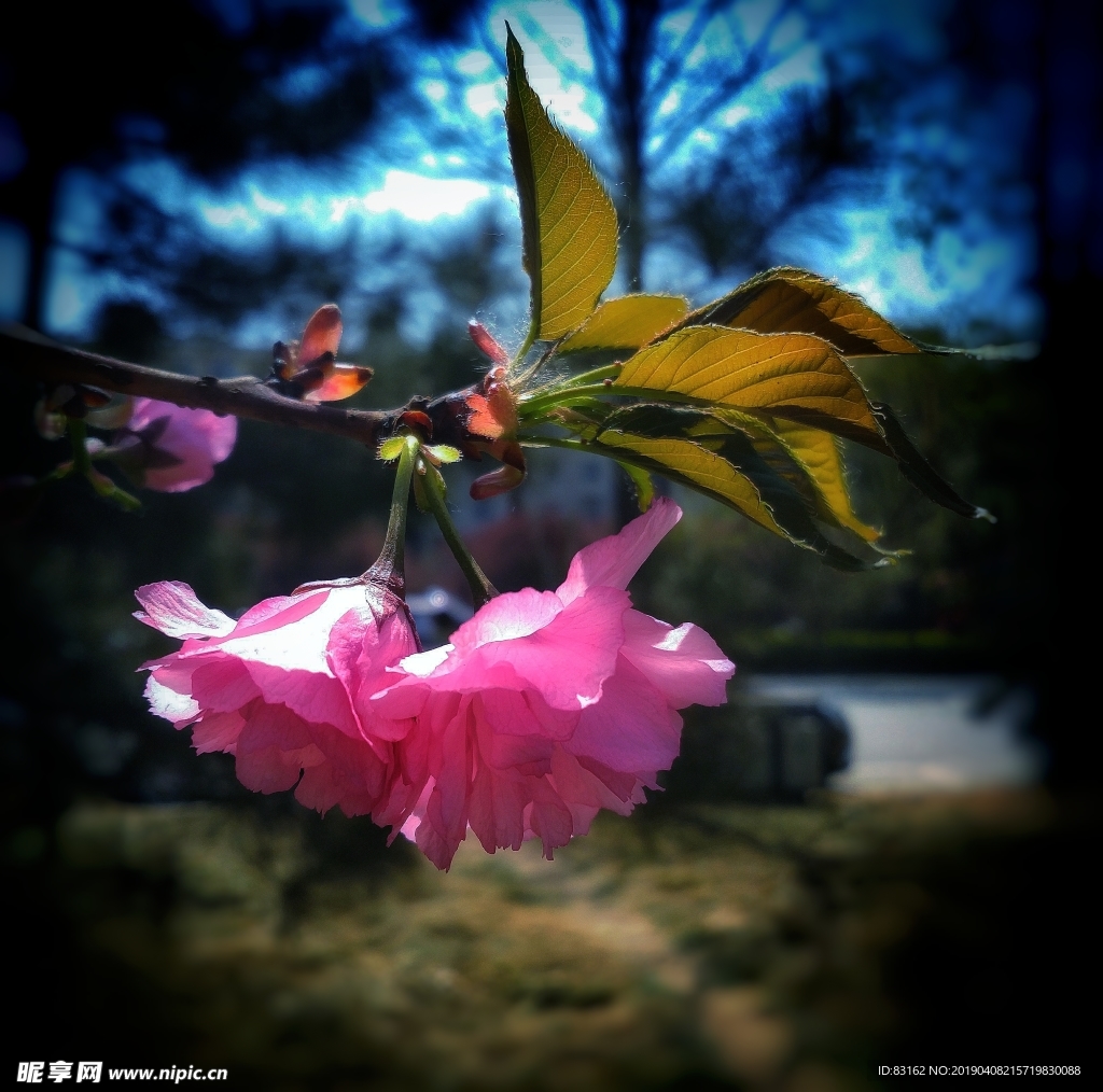 桃花开