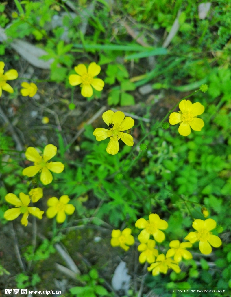黄花