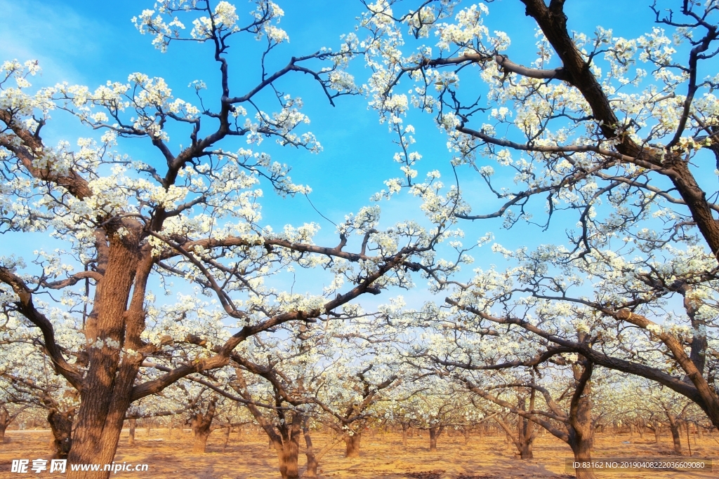 桃花树