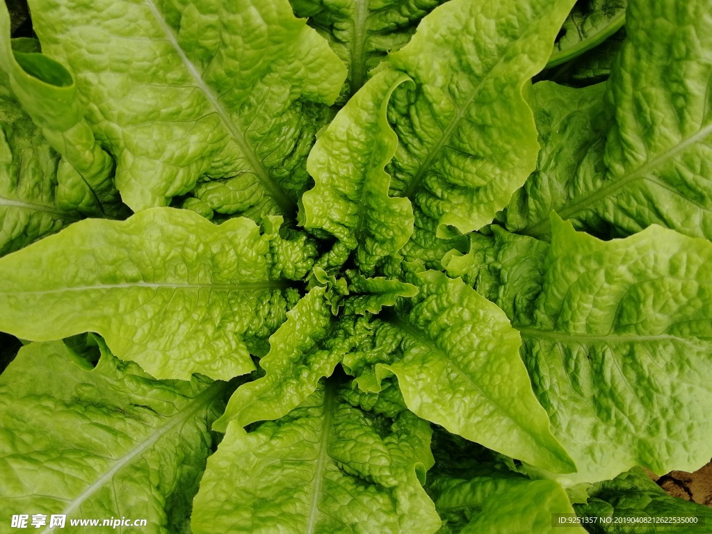 笋叶 笋苔 蔬菜 绿色 植物