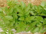 土豆秧苗 马铃薯 农家田 蔬菜