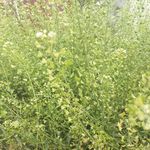 路边野草