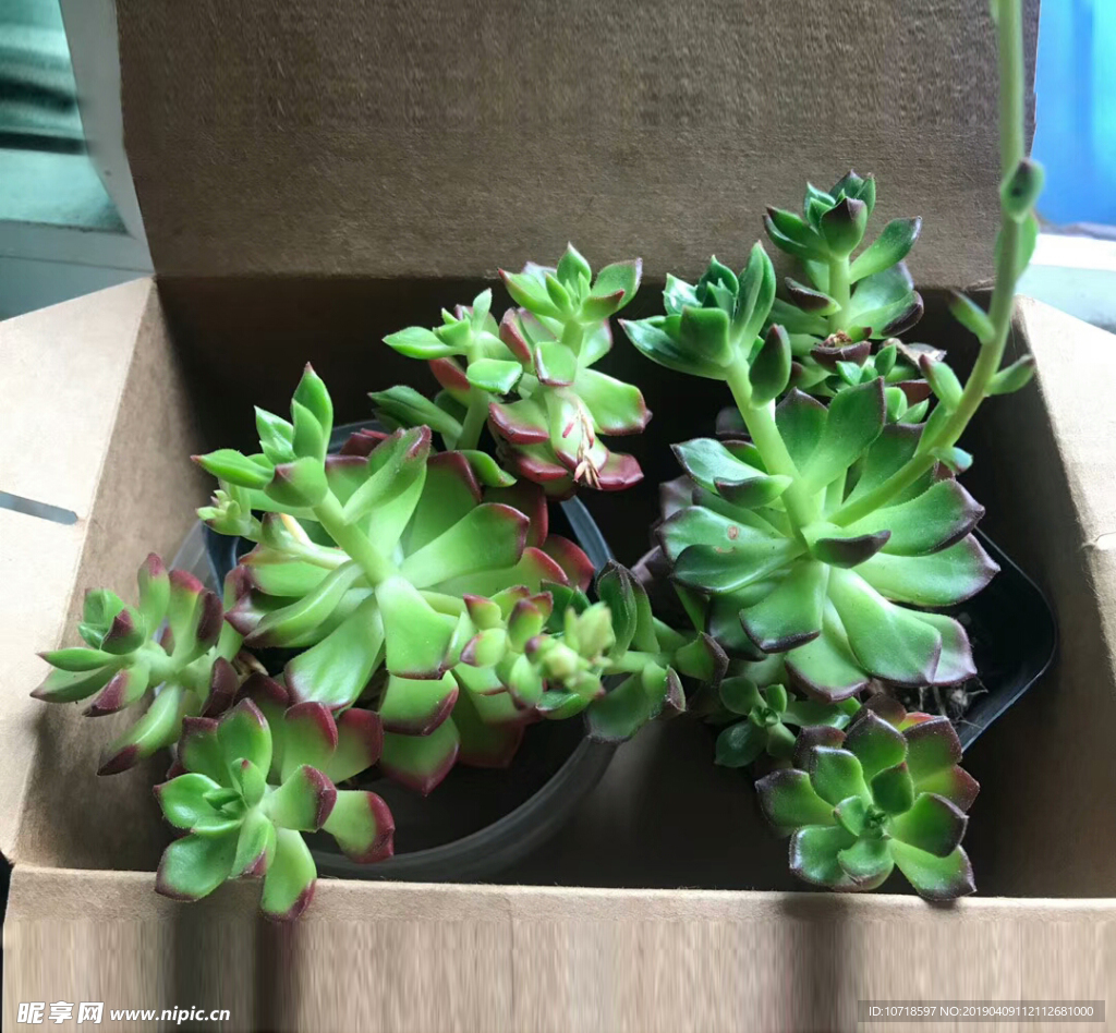 花草树