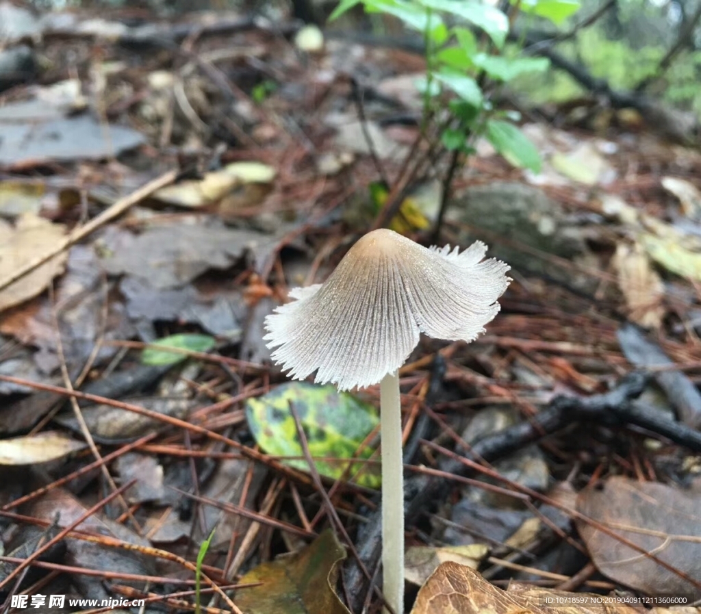 野蘑菇