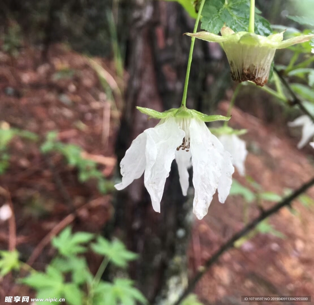 花草树木