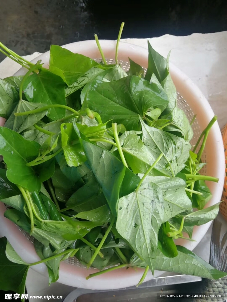 红薯叶