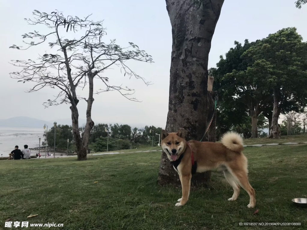 狗狗