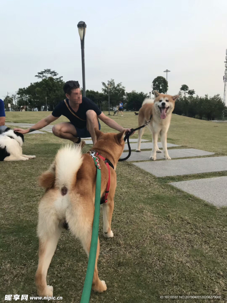 狗狗