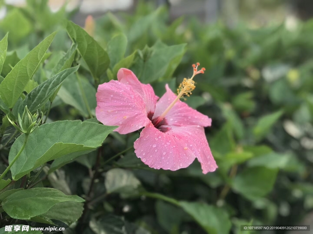 花草树木