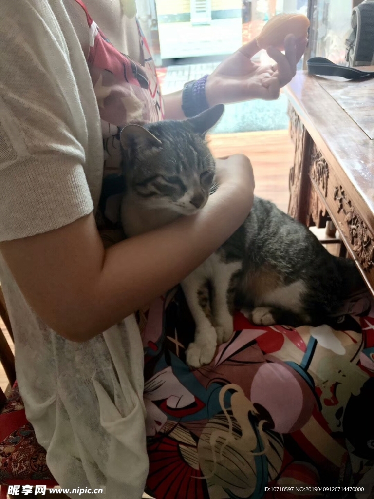 猫咪
