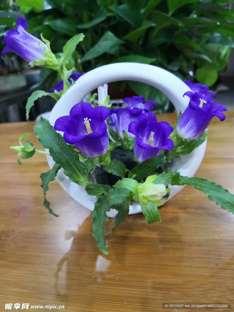花草树木