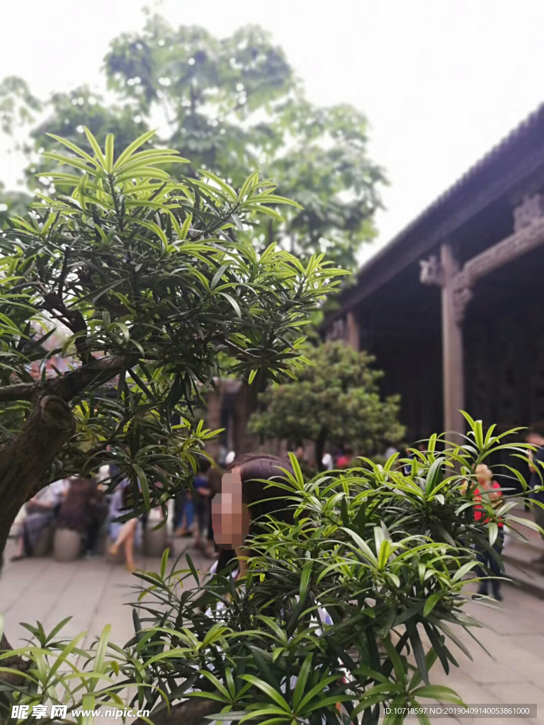花草树木