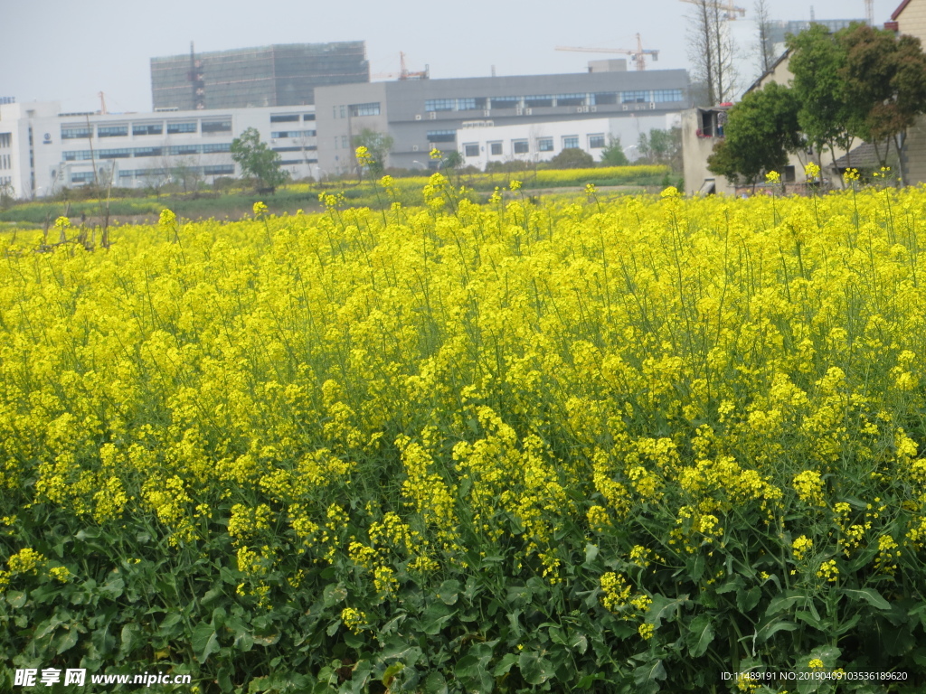 油菜花田