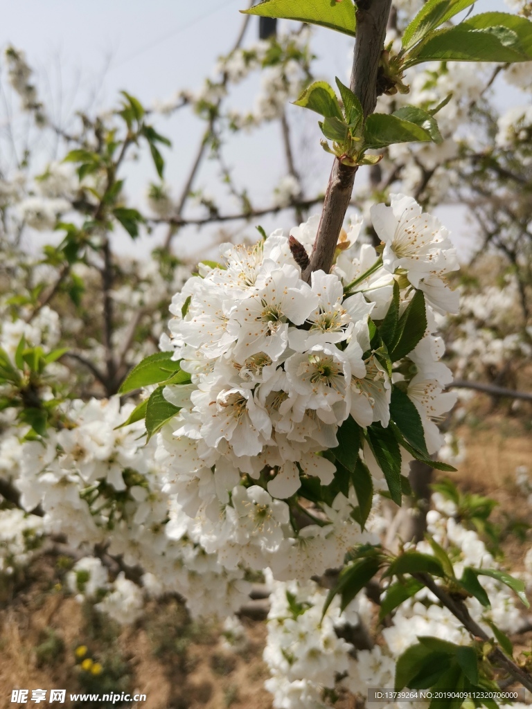 樱桃花