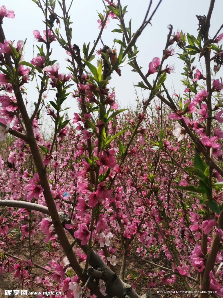 桃花
