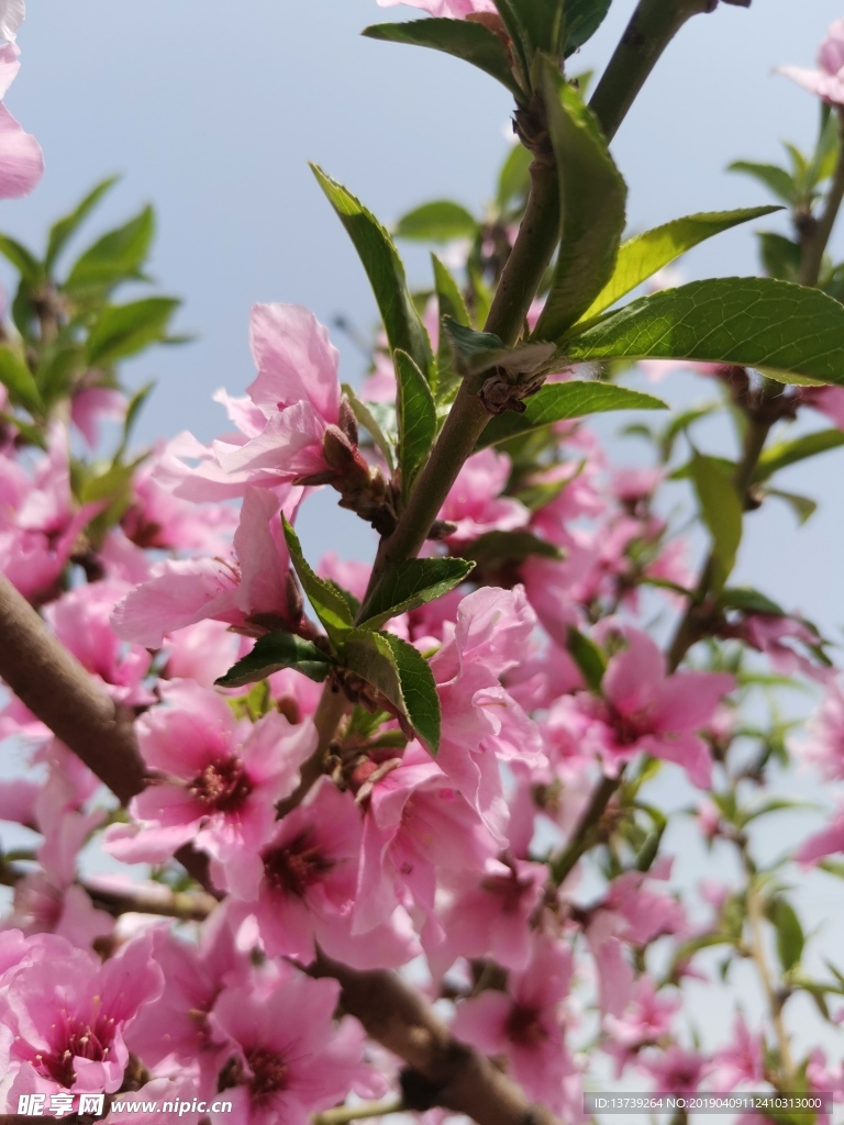 桃花