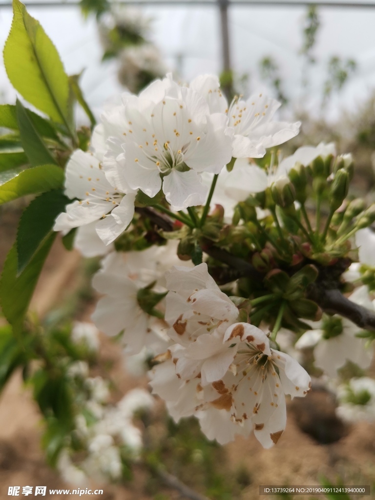 樱桃花