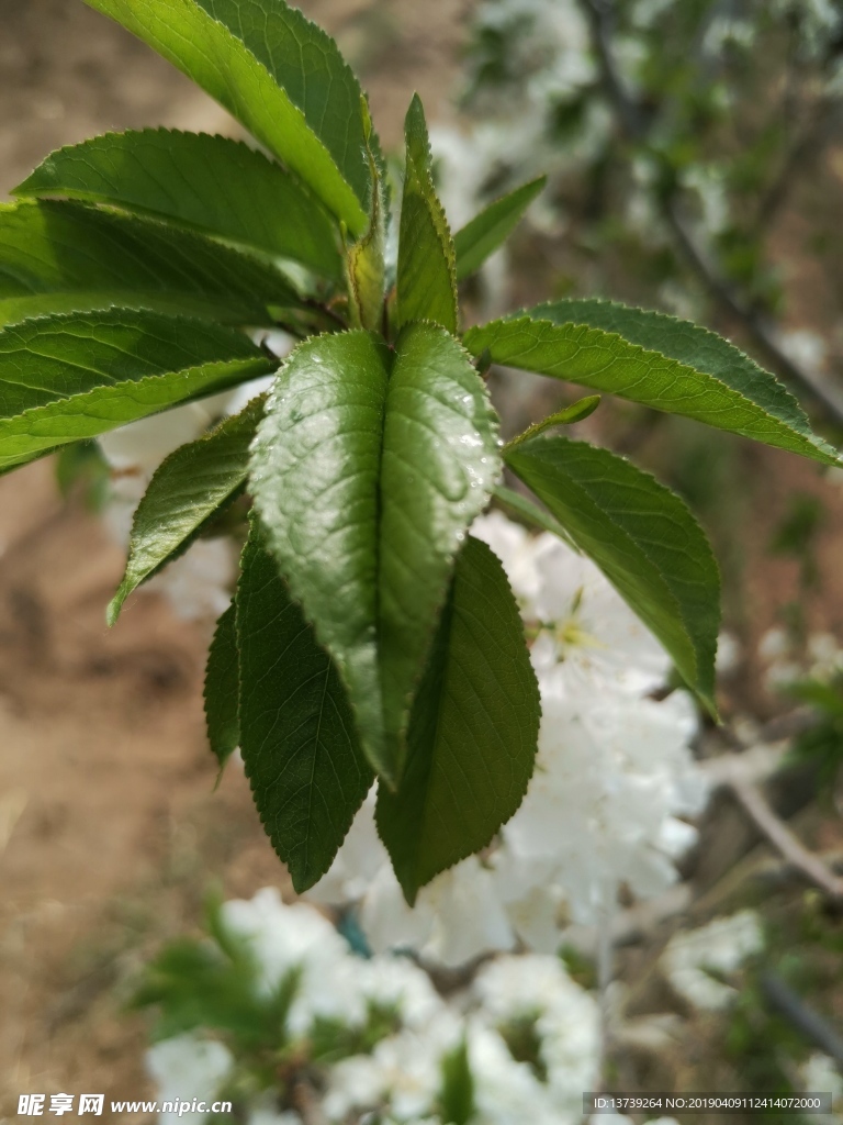樱桃花