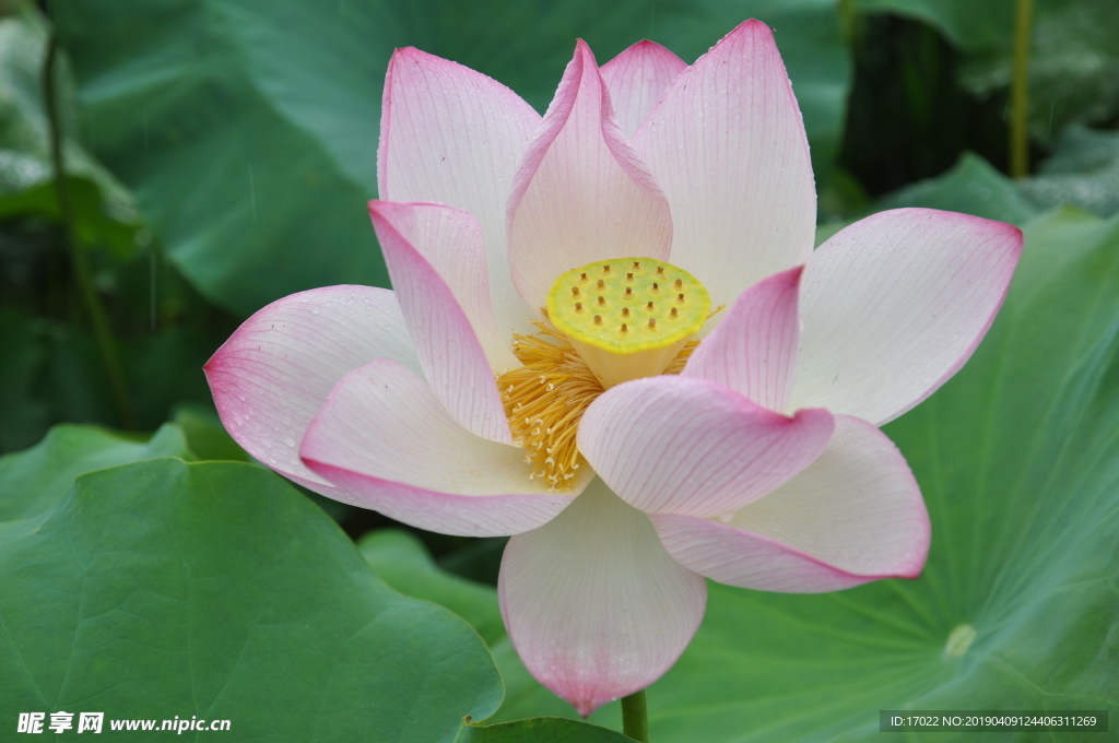 荷花 照片 莲花 廉政建设 清