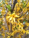 迎春花