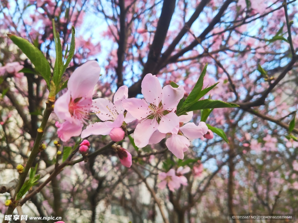 桃花