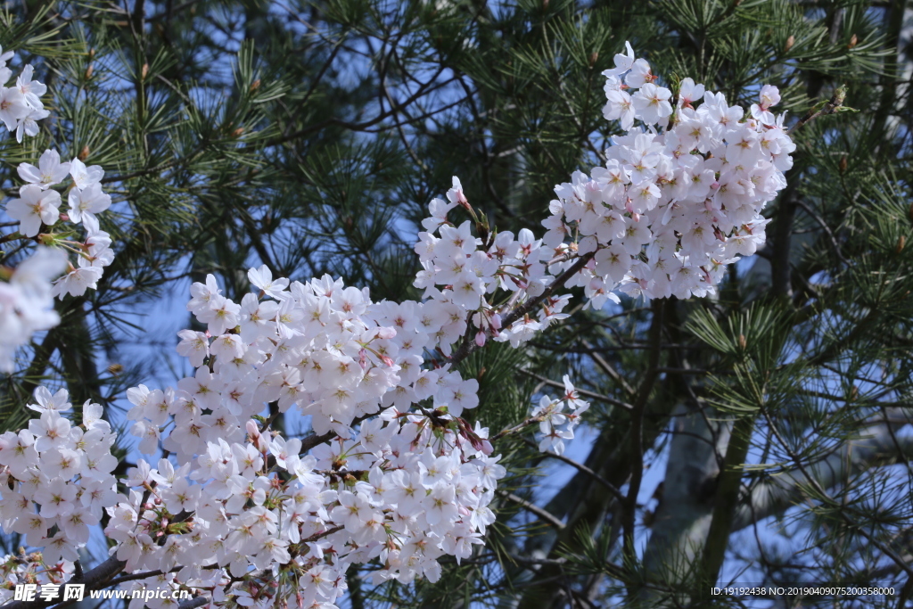 樱花