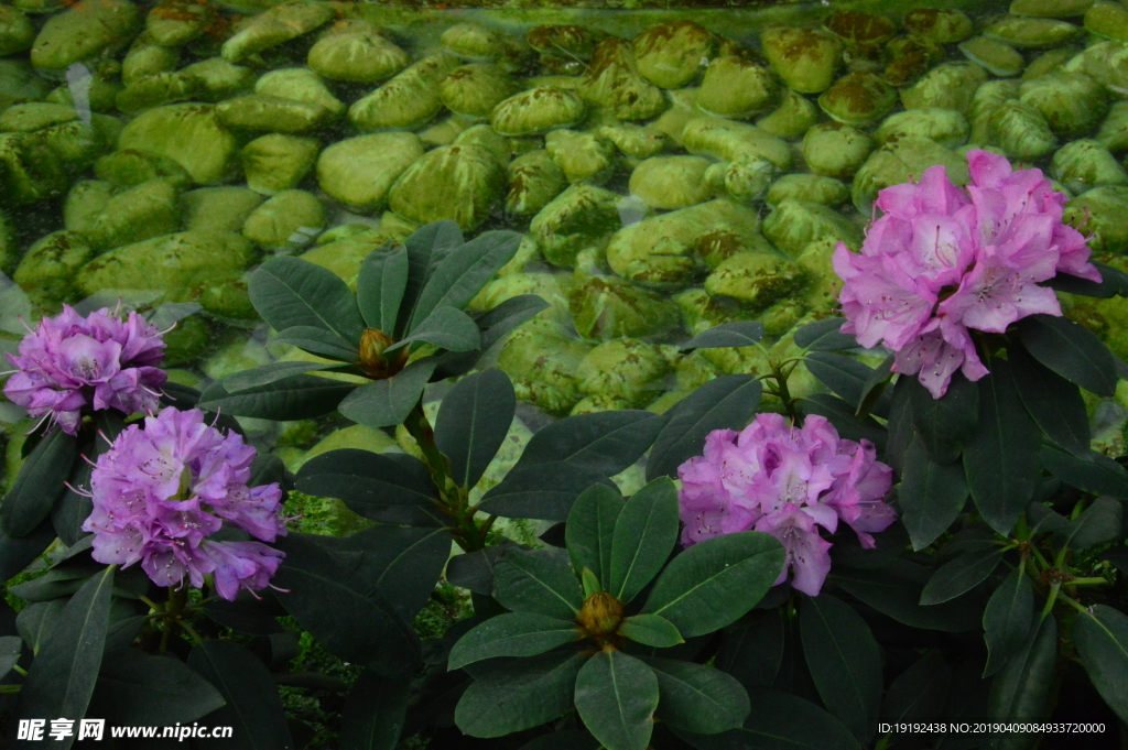 高山杜鹃花