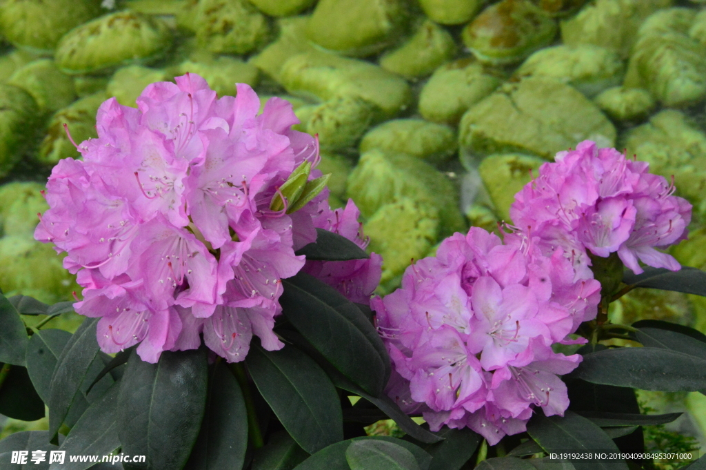 高山杜鹃花