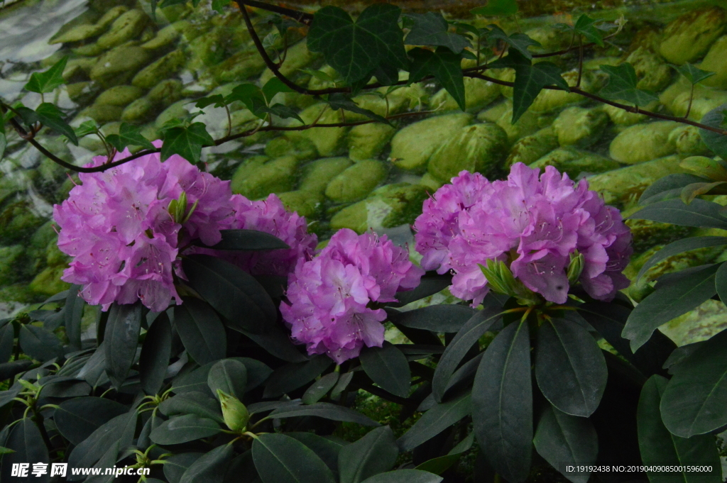 高山杜鹃花