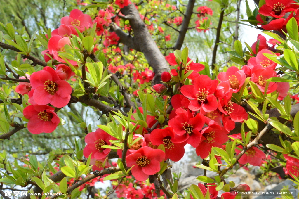 贴梗海棠花