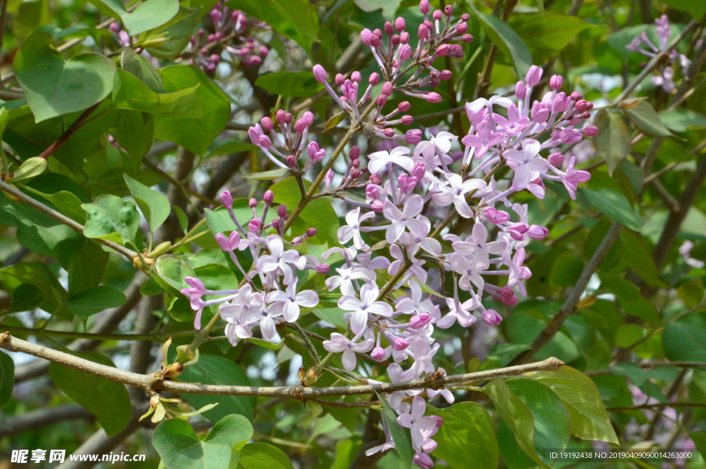 丁香花