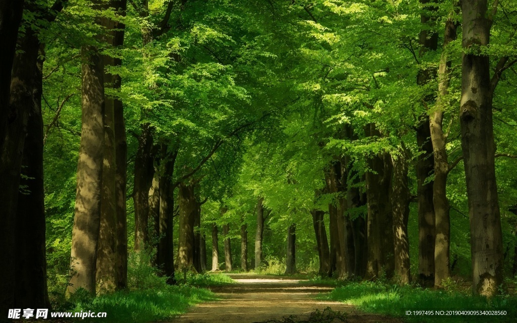 Green树林  森林