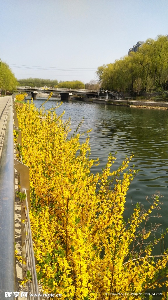 河边风景连翘花