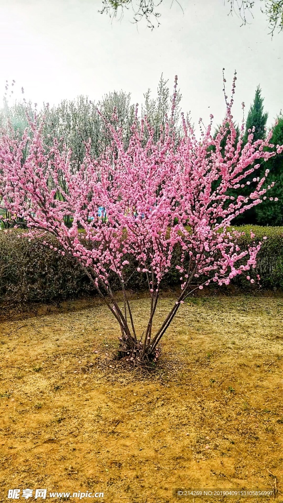 一颗漂亮桃花树