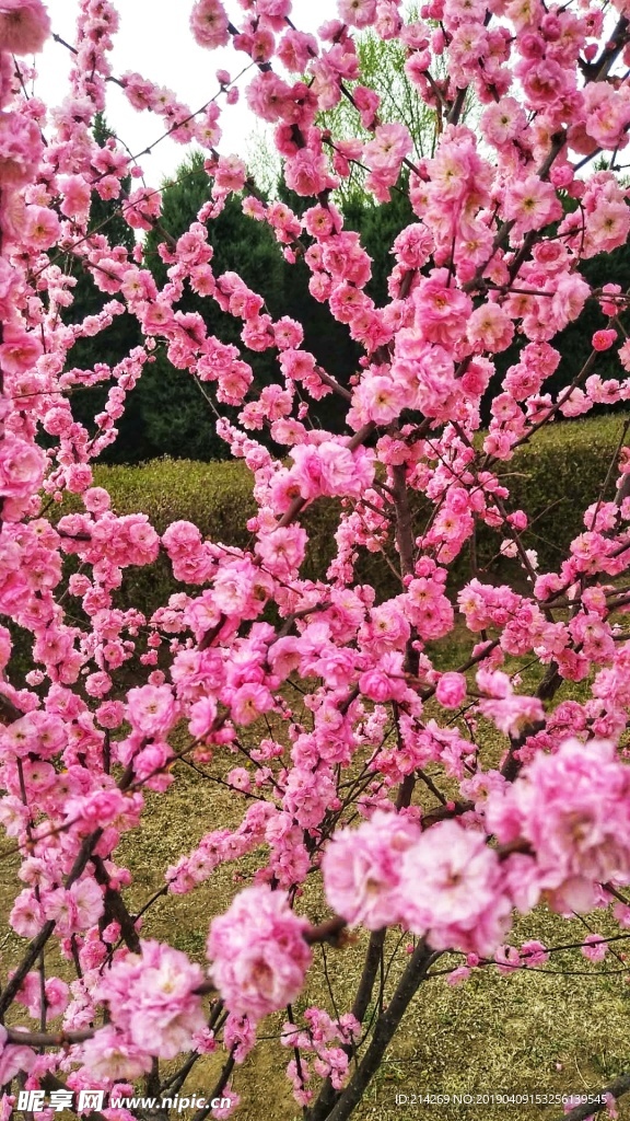 桃花美景