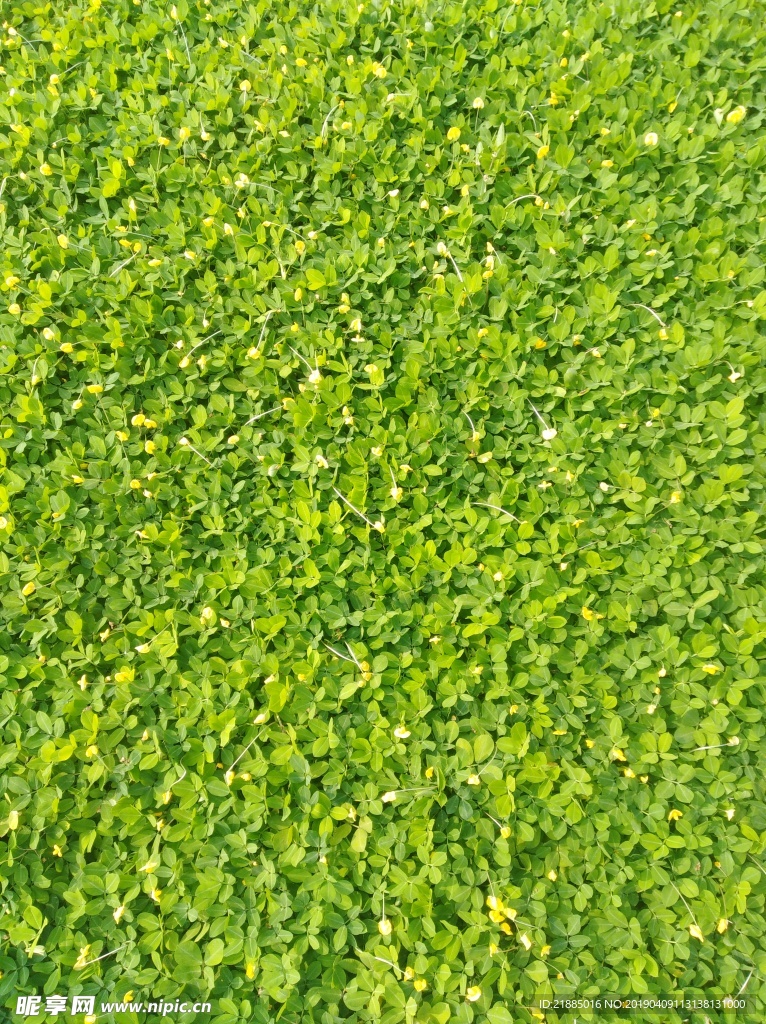 绿色植物