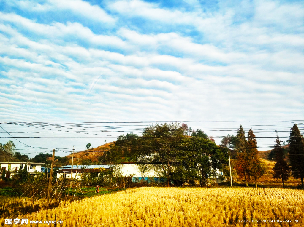 江西山村金黄稻田