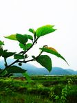 一支绿叶
