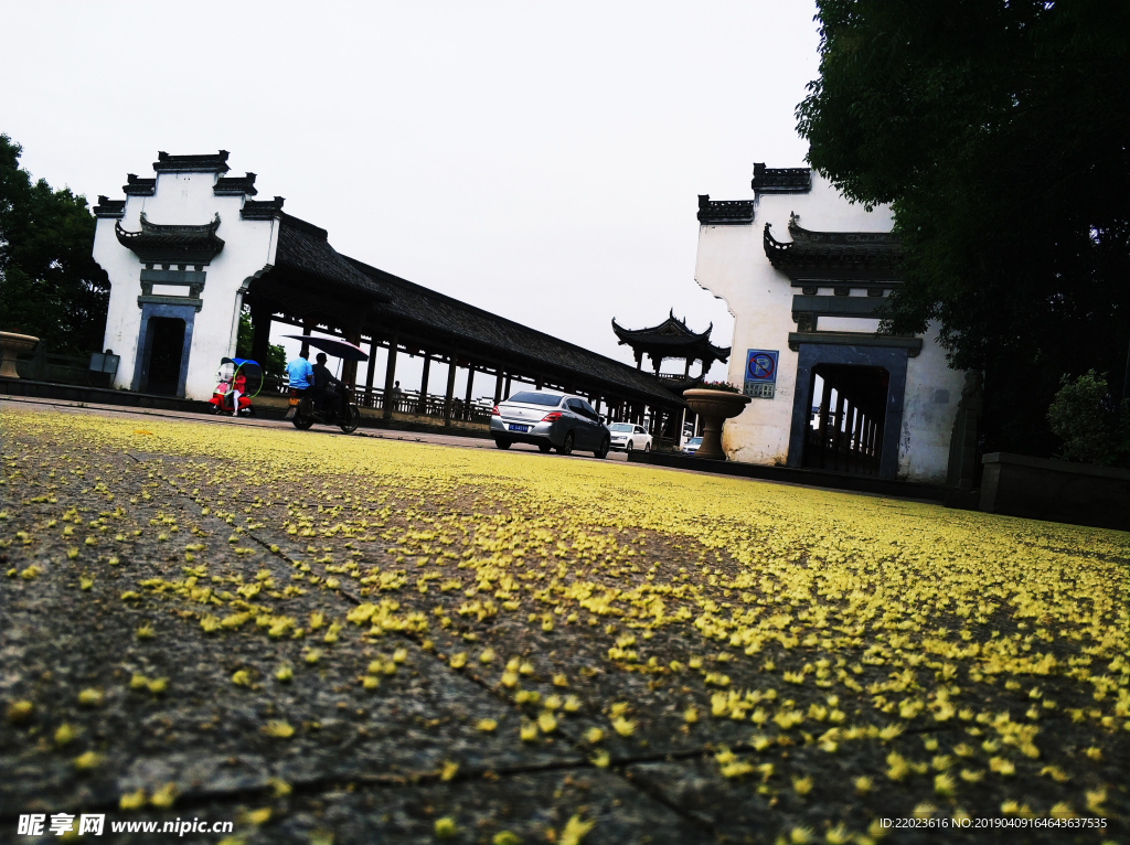 婺源街道长桥古建筑落地桂花