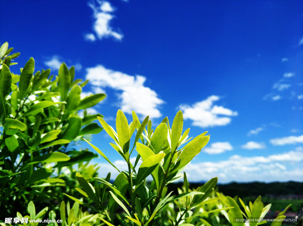 茶叶茶山茶厂