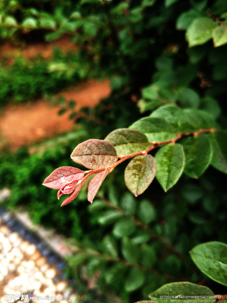 绿植树叶近景拍摄