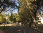 白桦树