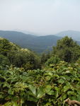 山