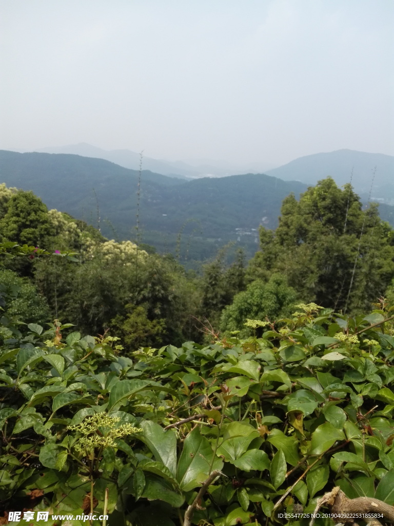 山
